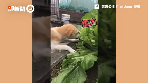 大口吃菜囉！粉專「茱娜公主 I&rsquo;m Juno」上傳一則影片，內容是超可愛的Juno被帶到阿公的「空中菜園」時，竟直接衝過去，大口大口的吃著菜，就像是要把那邊的菜全部吃光一樣，而阿嬤還在一旁逗趣的喊著「不要把菜心吃光嘿，那是我明天要煮的！」（圖／ETtoday）
