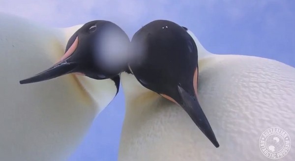 ▲▼南極企鵝推倒鏡頭，爭相自拍。(圖／翻攝自Antarctic Division影片)