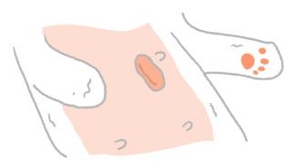 【汪汪康健】你家汪汪結紮了嗎？母狗結紮可是好處多多喔！（圖／毛起來 MaoUp）