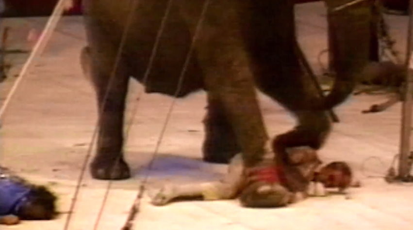 一頭叫「泰克」（Tyke）的大象在表演中發狂，踩死了訓獸師並導致13人受傷，牠事後被開近100槍，全身是血慘，如今24年過去仍震撼人心。（圖／翻攝「善待動物組織PETA」YouTube）