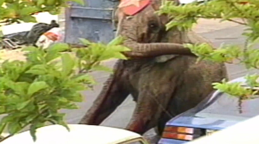 一頭叫「泰克」（Tyke）的大象在表演中發狂，踩死了訓獸師並導致13人受傷，牠事後被開近100槍，全身是血慘，如今24年過去仍震撼人心。（圖／翻攝「善待動物組織PETA」YouTube）