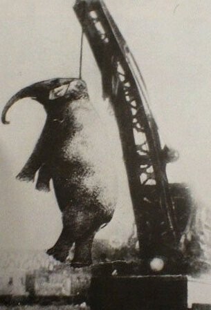 亞洲善待動物組織（PETA ASIA）說，而這樣的慘劇並非特例，100年前，大象瑪麗被當眾吊死，因為她攻擊了馬戲團裡用象鉤毆打她的工作人員。（圖／翻攝亞洲善待動物組織網站）