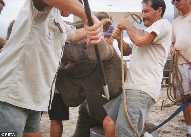 亞洲善待動物組織（PETA ASIA）呼籲拒騎大象。（圖／翻攝亞洲善待動物組織網站）