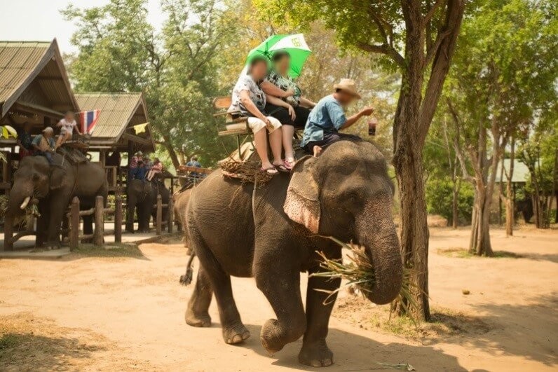 亞洲善待動物組織（PETA ASIA）呼籲拒騎大象。（圖／翻攝亞洲善待動物組織網站）