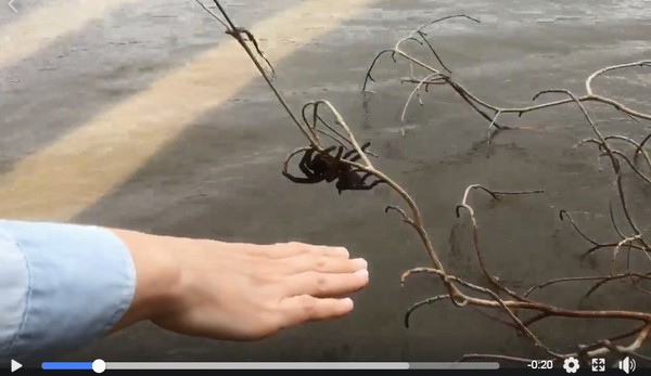 巨大毒蜘蛛受困樹枝躲洪水　好心正妹伸手救了牠。（圖／翻攝自Andrea Gofton的臉書）