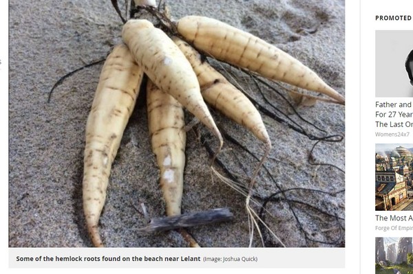 ▲有毒植物刺松藻（hemlock water dropwort roots）。（圖／翻攝自cornwalllive）