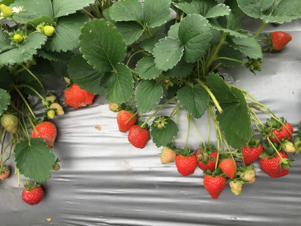 ▲內湖草莓季開跑。（圖／台北市政府產業發展局提供）
