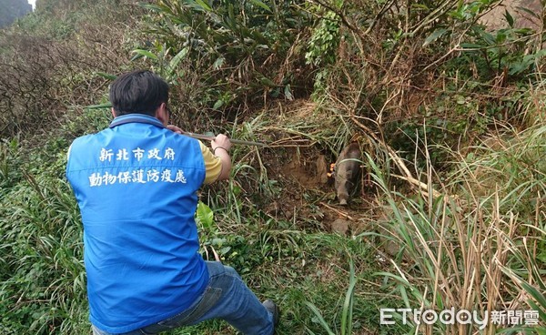 ▲爬山聽見哀嚎聲！可憐野豬踩中陷阱　動保處吹箭麻醉救出牠。（圖／新北市政府動物保護防疫處提供）