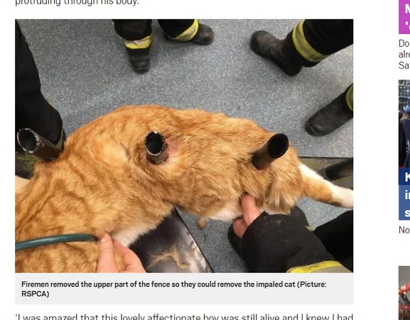 ▲▼英國倫敦一隻小橘貓身體被柵欄刺穿，所幸並無大礙。（圖／翻攝自英國《都市報》（METRO））