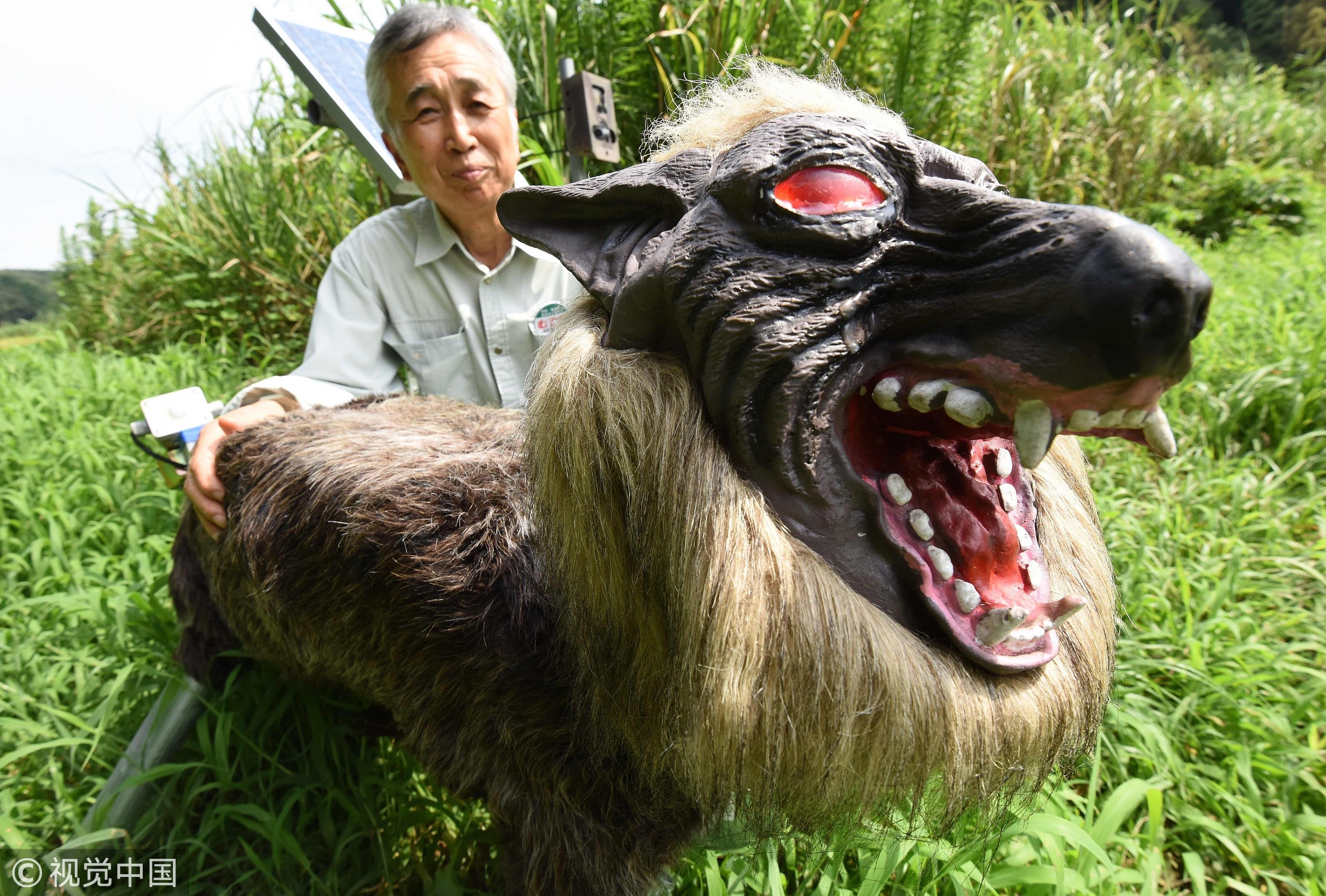 ▲▼日本用機器狼防止野豬破壞農田。（圖／CFP）