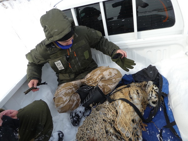 ▲習慣到人類村莊捕捉被飼養寵物的西伯利亞虎。（圖／翻攝自「Amur Tiger Centre」）