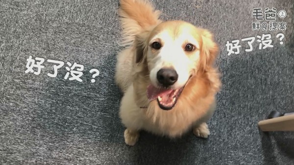 超簡單懶人菇菇料理～香烤嫩豬菇菇蛋（圖／毛起來 MaoUp）