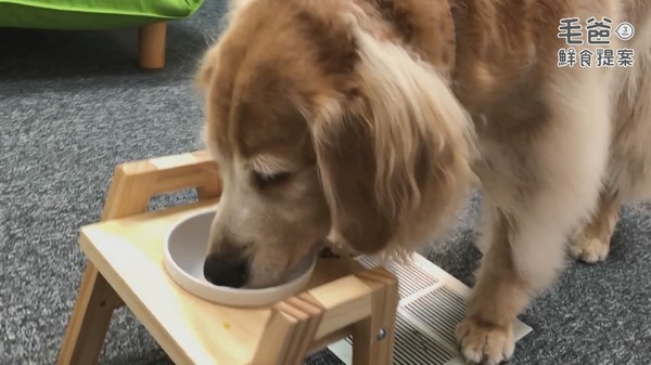 超簡單懶人菇菇料理～香烤嫩豬菇菇蛋（圖／毛起來 MaoUp）