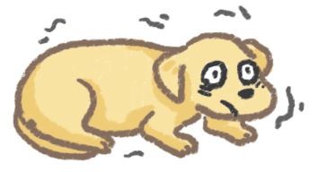 狗狗發抖危險程度大不同！快來釐清發抖原因！（圖／毛起來 MaoUp） 