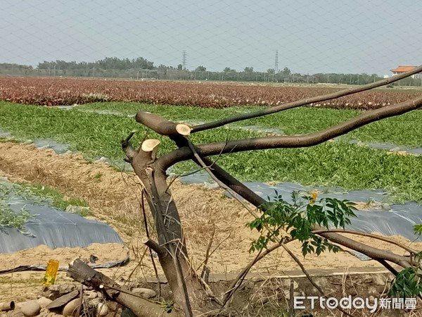 農民砍樹架鳥網。（圖／台南市拍鳥俱樂部的負責人黃蜀授權提供，請勿隨意翻拍，以免侵權。）