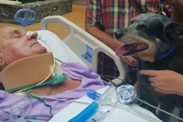 主人癱瘓住院，9歲愛犬病床相伴。（圖／翻攝自Gofoundme.com）