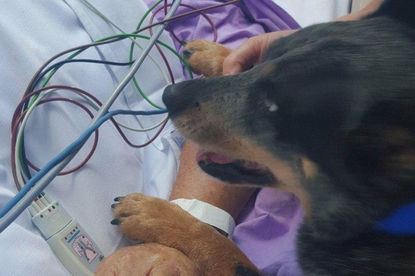 主人癱瘓住院，9歲愛犬病床相伴。（圖／翻攝自Gofoundme.com）