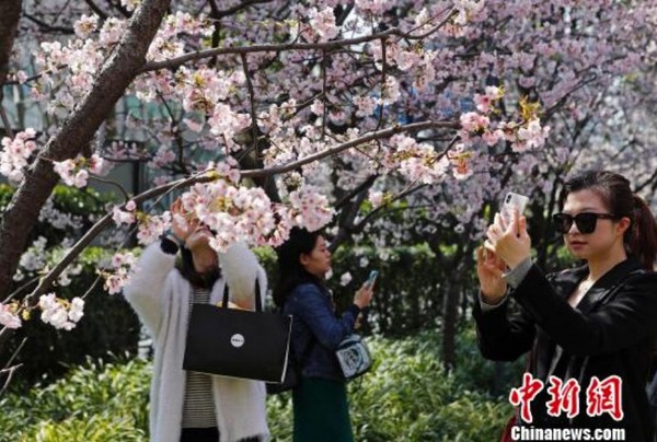 ▲▼遊客趕緊拿出手機拍下櫻花盛開美景。（圖／中新網）