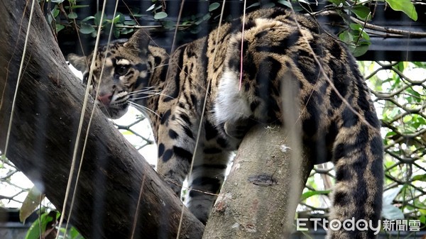 雲豹Suki。（圖／台北市立動物園提供）