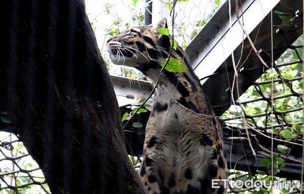 雲豹Suki。（圖／台北市立動物園提供）