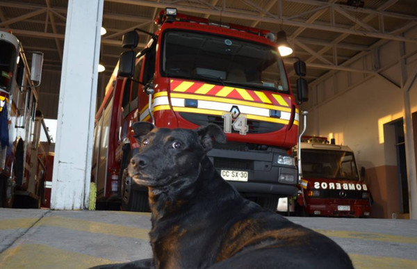 ▲工作犬過世...消防員「列隊」淚送10年陪伴　隊長：牠是家人。（圖／翻攝自Catorce Compañia Guardiamarina Riquelme）