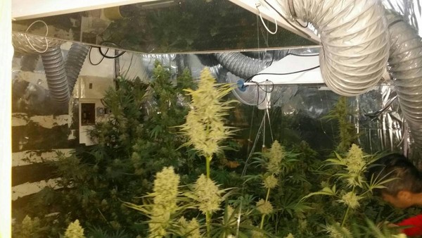 台中警方上門搜索，查獲16株大麻植栽與大麻花成品。（警方提供）