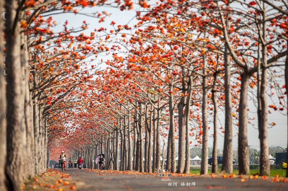 林初埤木棉道花開7 8成 台南6區 木棉花 陸續綻放 Ettoday旅遊雲 Ettoday新聞雲