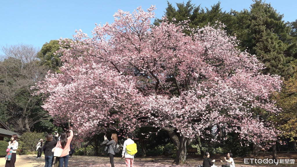 ▲新宿御苑,櫻花,櫻花季,日本旅遊,日本賞櫻,賞櫻。（圖／記者謝婷婷攝）