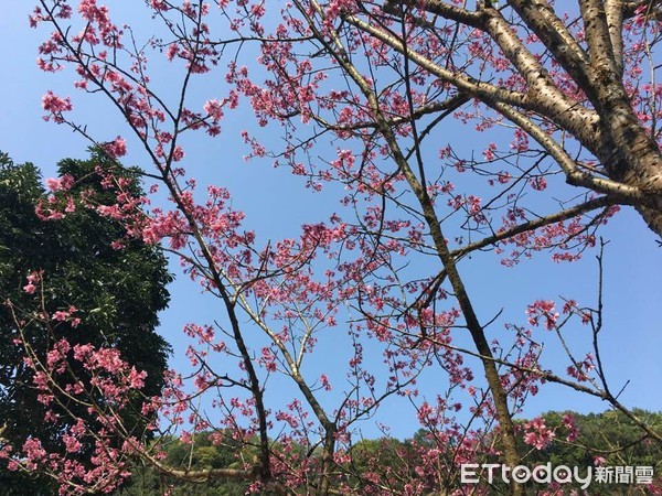 ▲錦屏美人湯「鱘龍魚大餐」、泡溫泉。（圖／記者周姈姈攝）