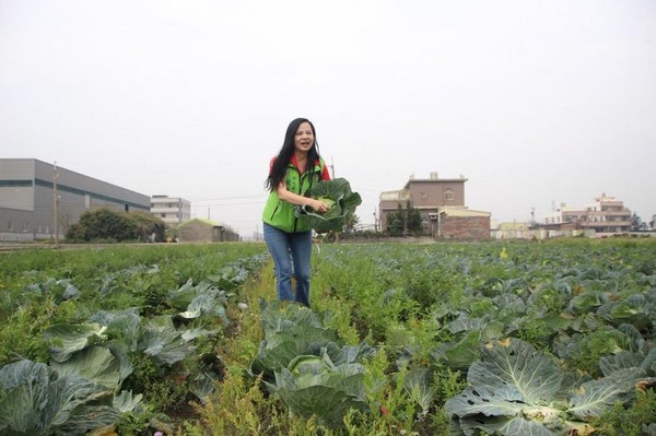 ▲▼高麗菜價格，台南善化、彰化縣線西菜農要開放菜園給民眾自採。（圖／翻攝自彰化縣議員賴清美粉絲專頁）