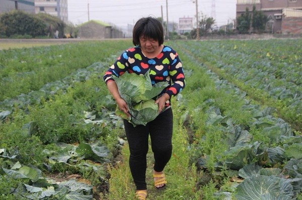 ▲▼高麗菜價格，台南善化、彰化縣線西菜農要開放菜園給民眾自採。（圖／翻攝自彰化縣議員賴清美粉絲專頁）