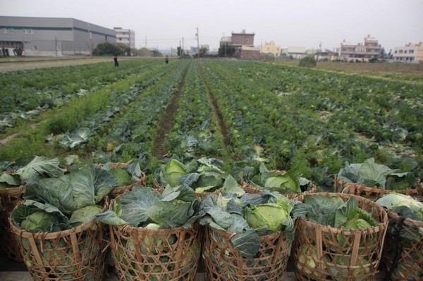 ▲▼高麗菜價格，台南善化、彰化縣線西菜農要開放菜園給民眾自採。（圖／翻攝自彰化縣議員賴清美粉絲專頁）