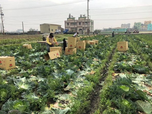 ▲▼高麗菜價格，台南善化、彰化縣線西菜農要開放菜園給民眾自採。（圖／翻攝自彰化縣議員賴清美粉絲專頁）