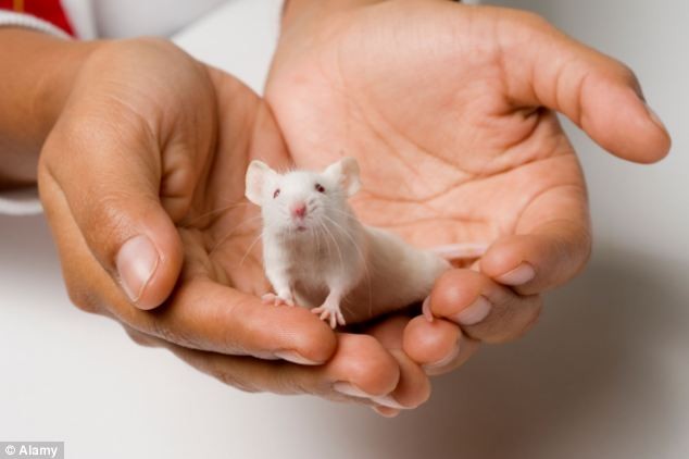 研究發現，阻礙白老鼠體內血清素的產生，即可改變白老鼠的性向。(圖／取自網路)