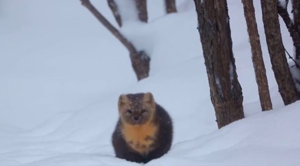 40隻紫貂玩躲貓貓！大雪中跳上跳下　整個家族出來巡山啦（圖／翻攝自梨視頻）