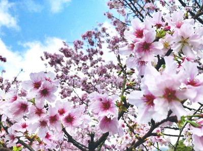 把握一期一會盛放 賞吉野櫻不遠求北市裡的櫻花小秘境 Ettoday旅遊雲 Ettoday新聞雲