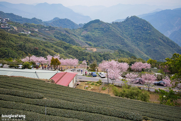 ▲▼阿里山 隙頂吉野櫻。（圖／道格拉斯.方提供）