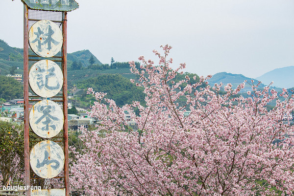 ▲▼阿里山 隙頂吉野櫻。（圖／道格拉斯.方提供）