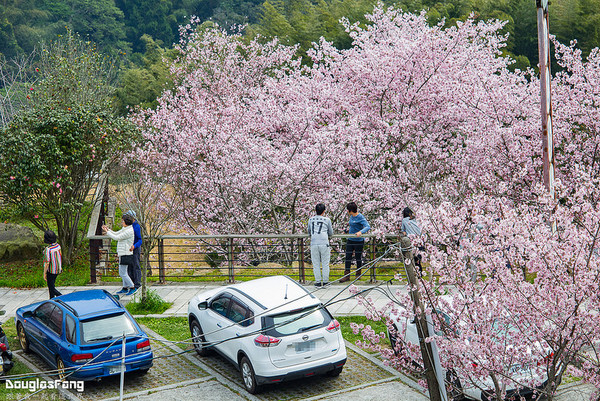 ▲▼阿里山 隙頂吉野櫻。（圖／道格拉斯.方提供）