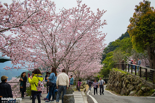 ▲▼阿里山 隙頂吉野櫻。（圖／道格拉斯.方提供）