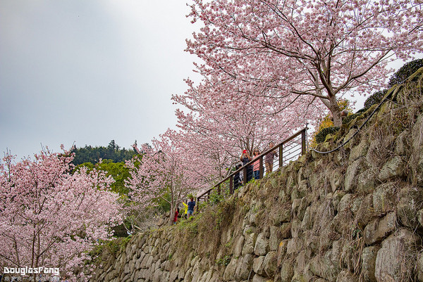 ▲▼阿里山 隙頂吉野櫻。（圖／道格拉斯.方提供）