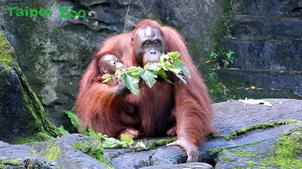 人猿妞茜,紅毛猩猩。（圖／台北市立動物園提供）