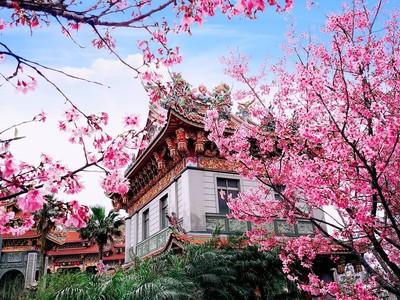 把握一期一會盛放 賞吉野櫻不遠求北市裡的櫻花小秘境 Ettoday旅遊雲 Ettoday新聞雲