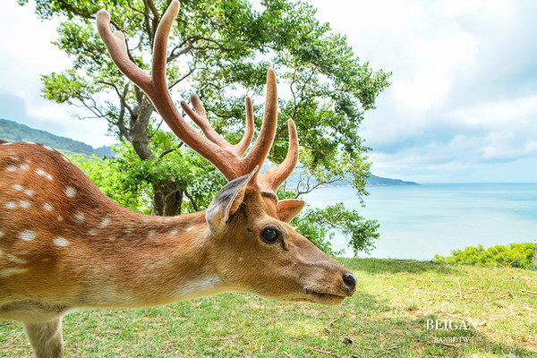 ▲馬祖版奈良公園 大坵島超可愛的上百隻梅花鹿與迷人海景。（圖／Banbi提供）