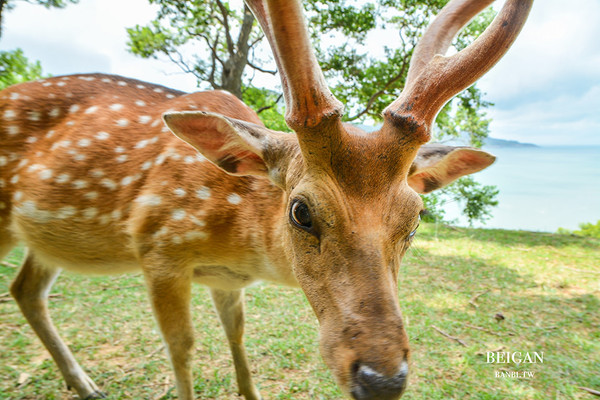 ▲馬祖版奈良公園 大坵島超可愛的上百隻梅花鹿與迷人海景。（圖／Banbi提供）