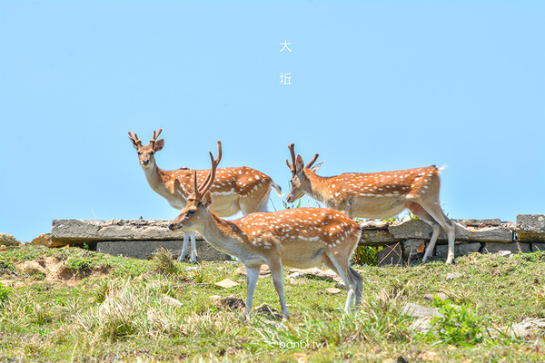 ▲馬祖版奈良公園 大坵島超可愛的上百隻梅花鹿與迷人海景。（圖／Banbi提供）