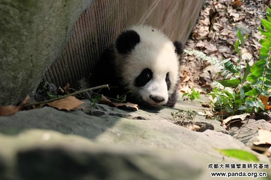 貓熊寶寶討摸摸。（圖／翻攝自成都大熊貓繁育研究基地）