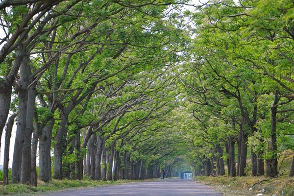 ▲▼嘉義最長苦楝花綠色隧道。（圖／旅人狂潮就愛趴趴照）