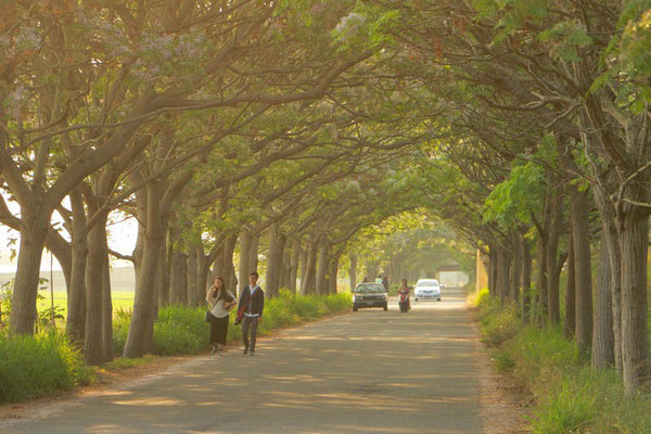 ▲▼嘉義最長苦楝花綠色隧道。（圖／旅人狂潮就愛趴趴照）