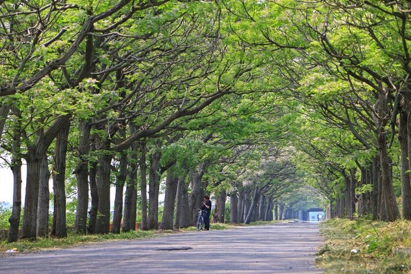 ▲▼嘉義最長苦楝花綠色隧道。（圖／旅人狂潮就愛趴趴照）